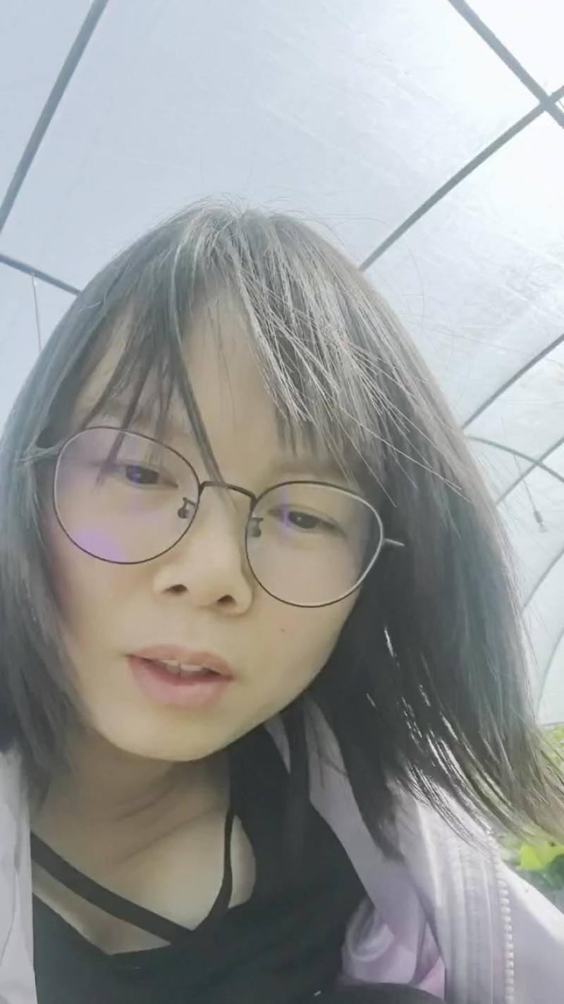 原种脱毒一代红薯苗，商薯19