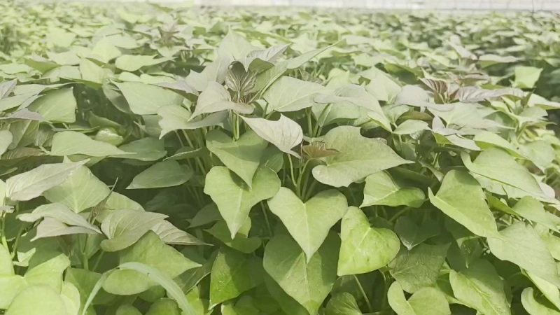 原种脱毒一代红薯苗，商薯19