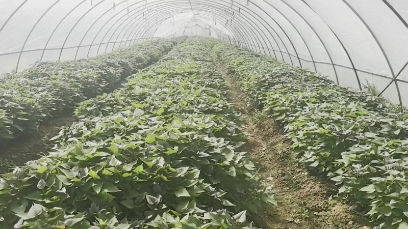 原种脱毒一代红薯苗，商薯19