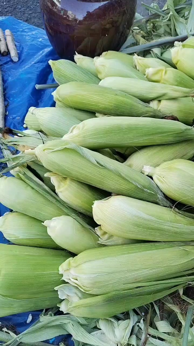 新鲜玉米棒子