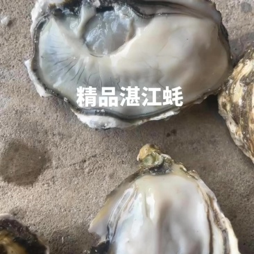 湛江生蚝