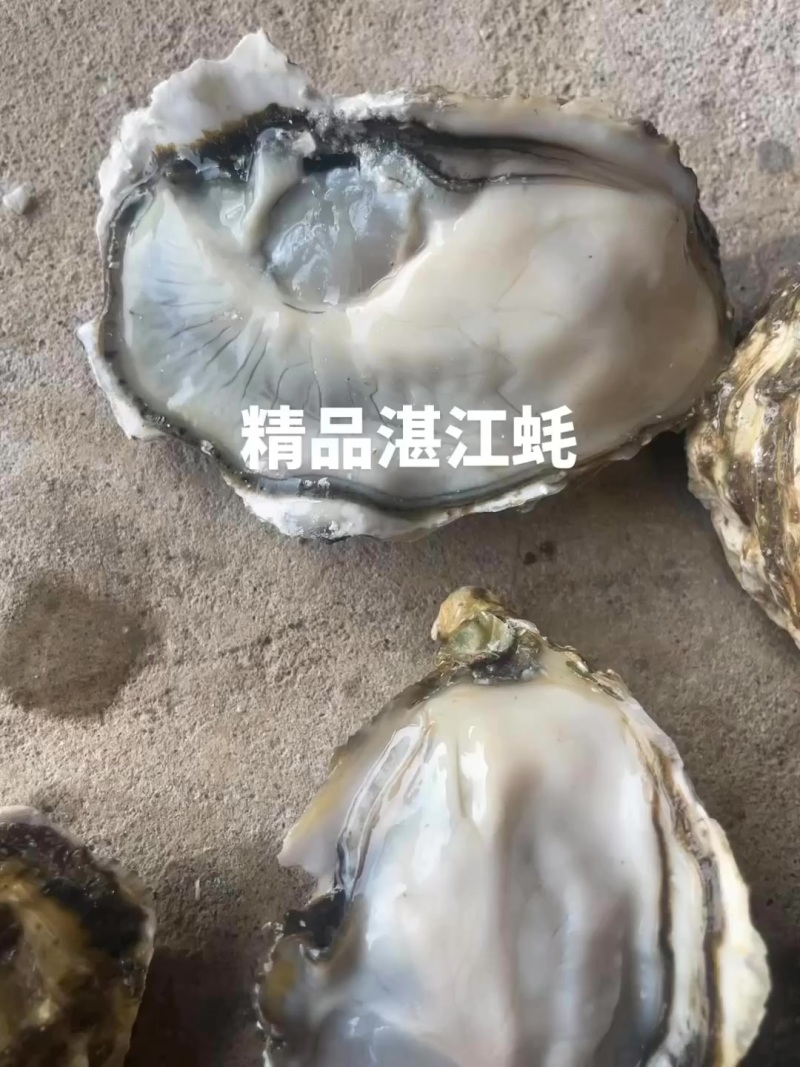 湛江生蚝