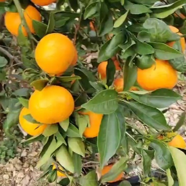 云南优质沃柑