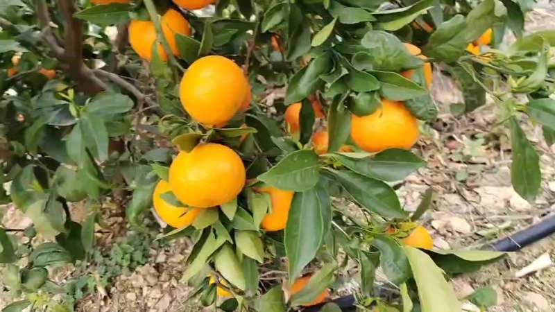 云南优质沃柑