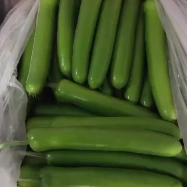 瓠瓜