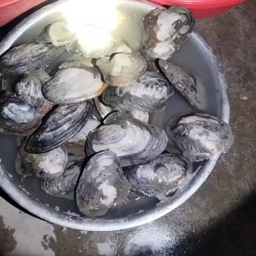 野生河蚌肉