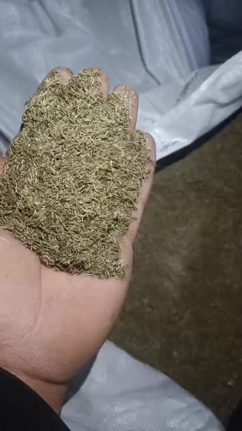 蒲公英种子