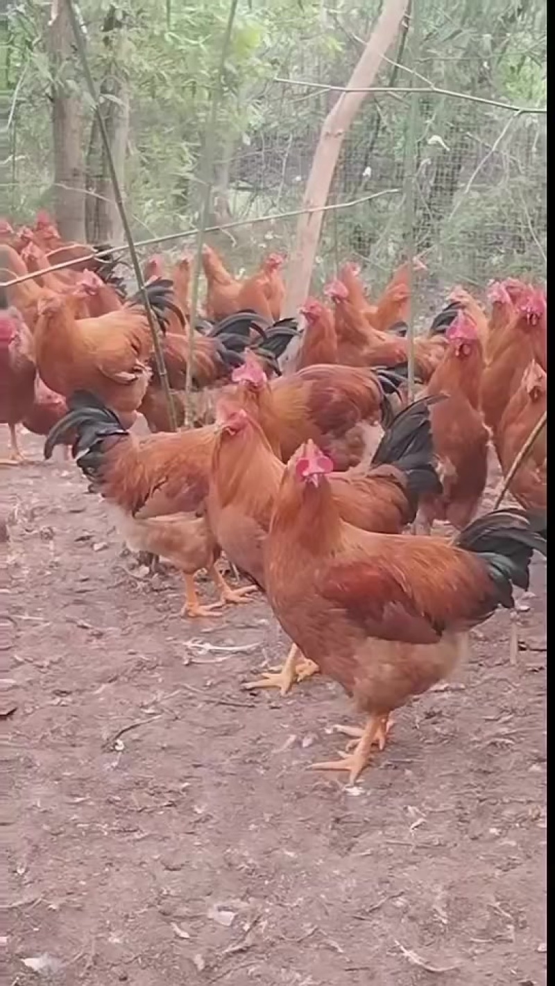 清远麻阉，灵山土阉
