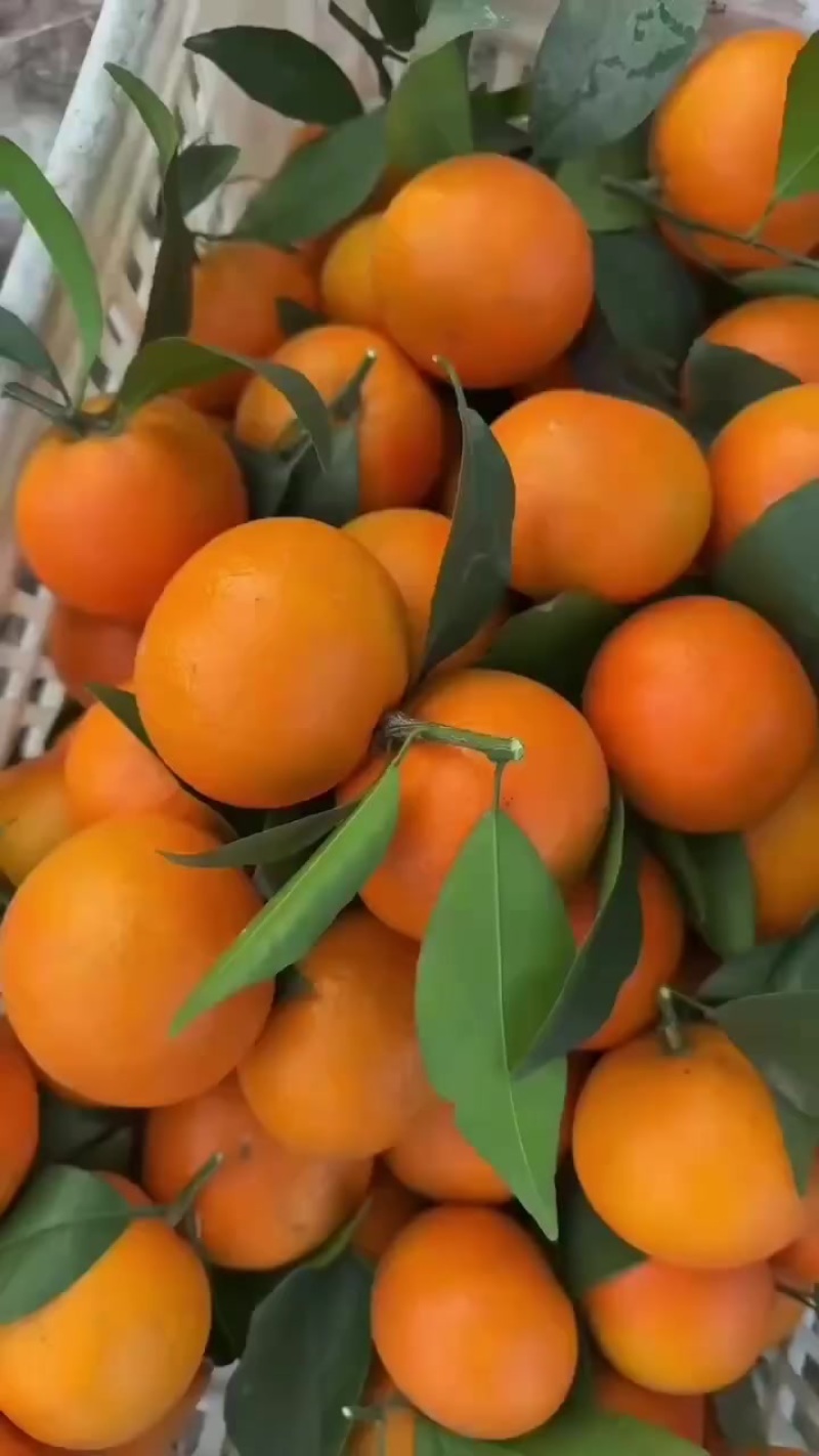 精品沃柑