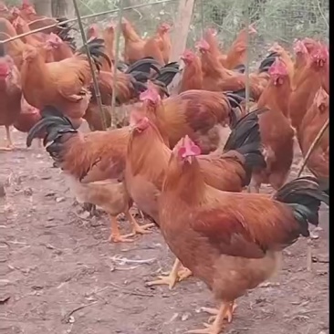 清远麻阉，灵山土阉