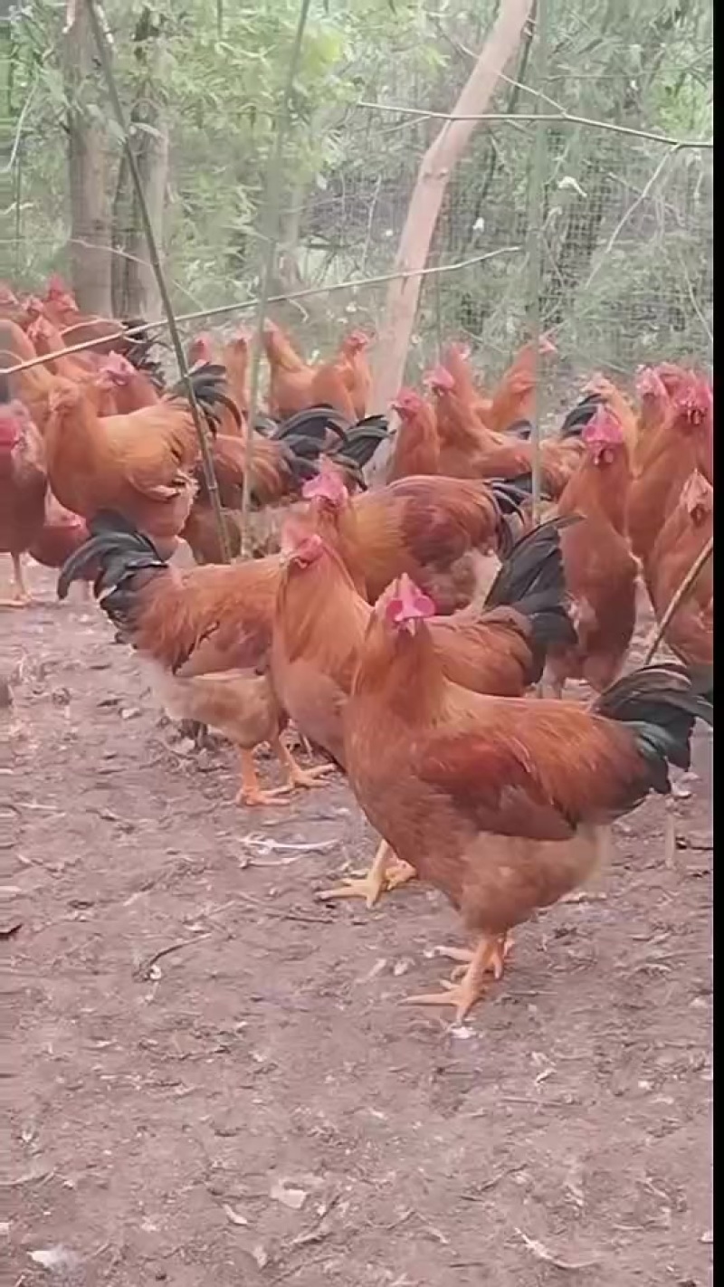 清远麻阉，灵山土阉