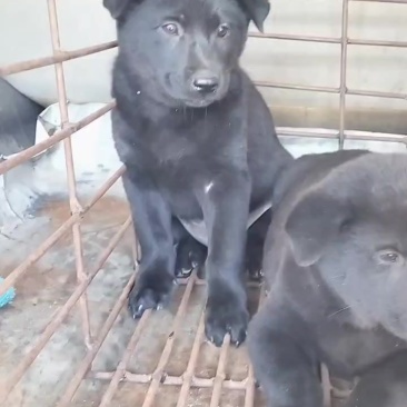 五黑犬，