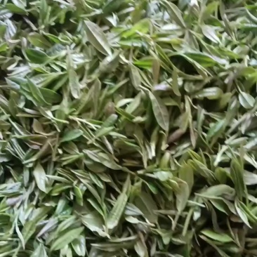 自产自销高山上的茶叶