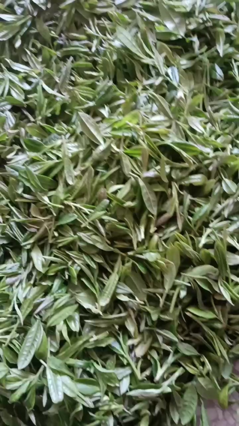 自产自销高山上的茶叶