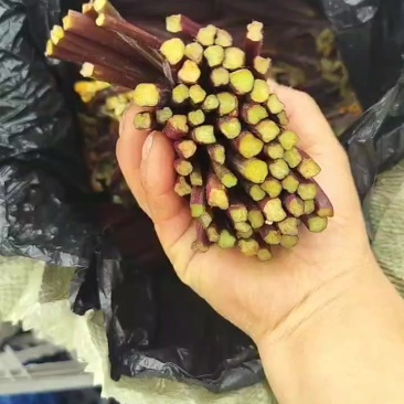 贵州蕨菜