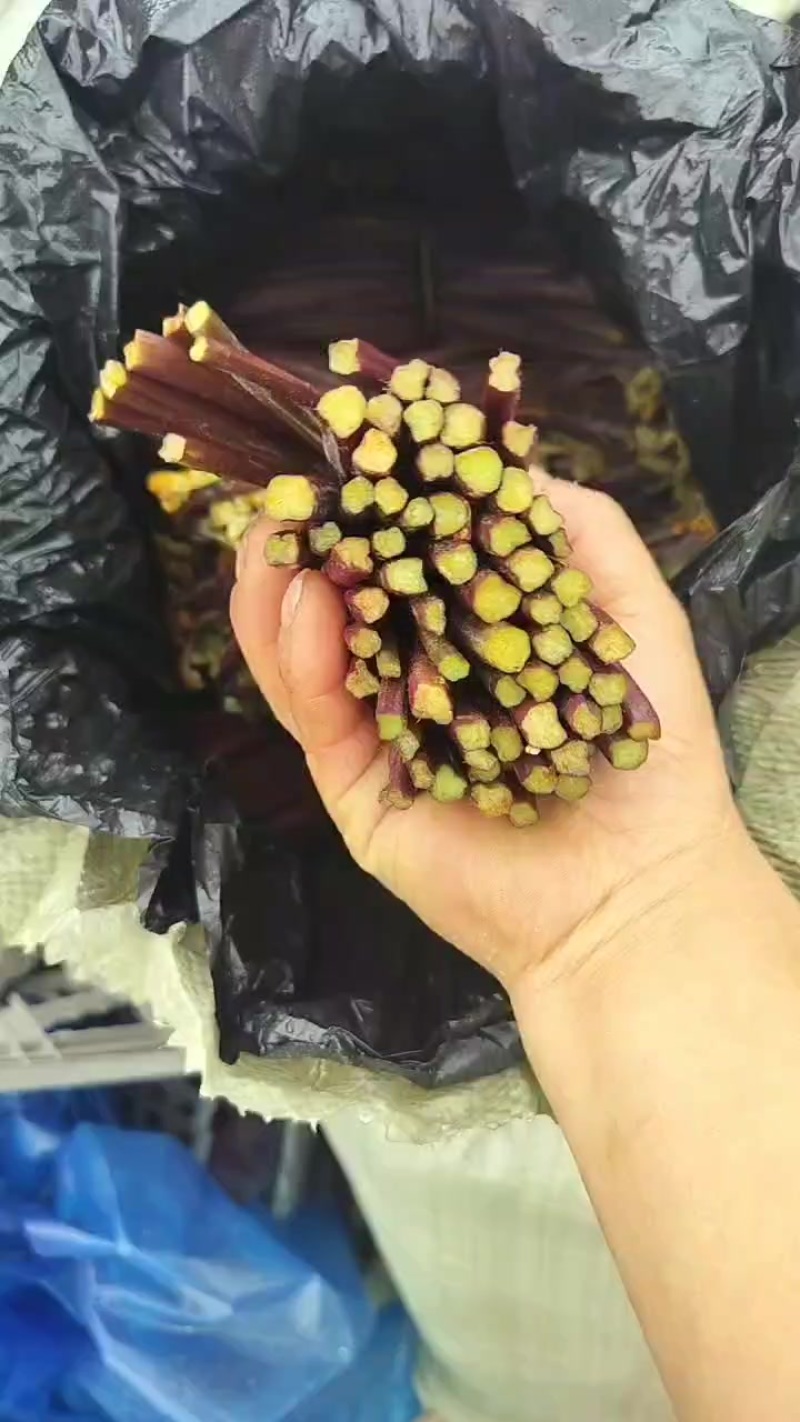 贵州蕨菜