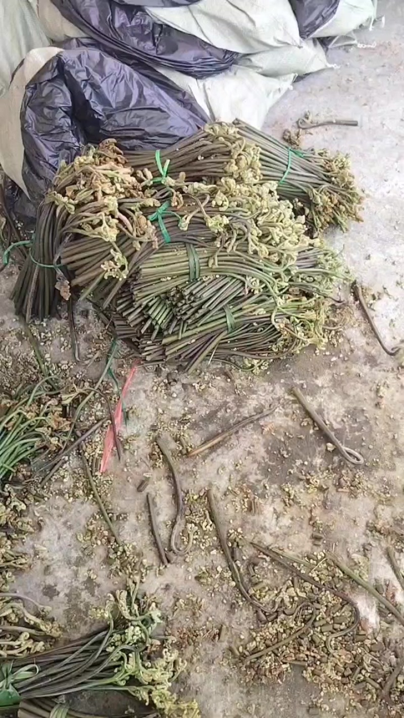 贵州蕨菜