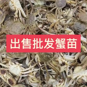 蟹苗出售，批发