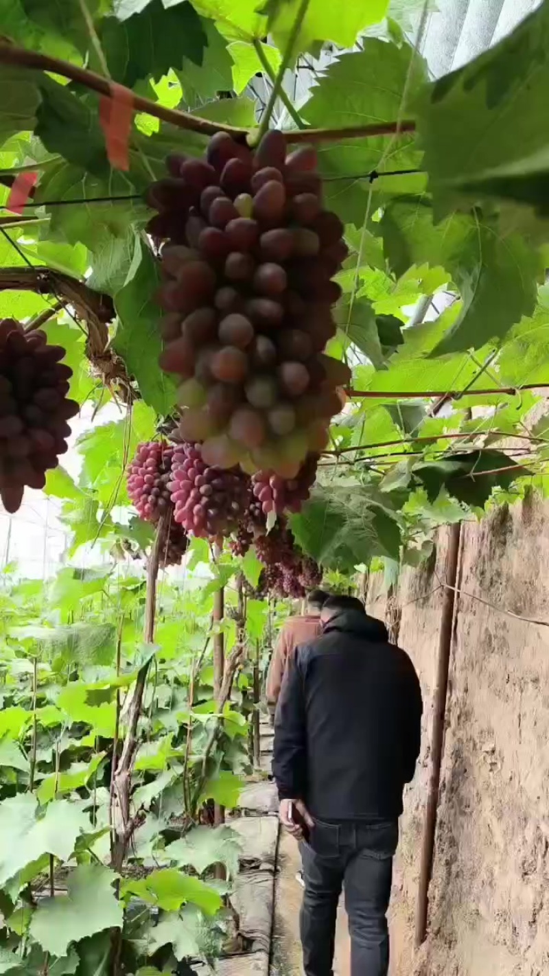 大量上市