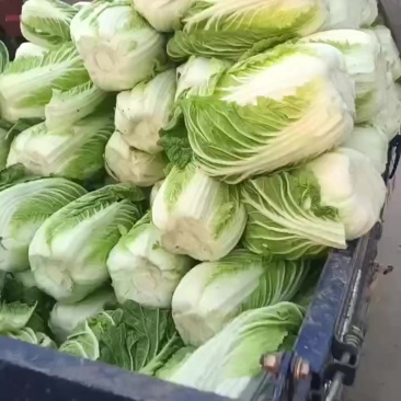黄心白菜