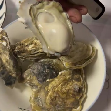 小生蚝九成肥