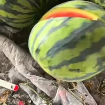甜王