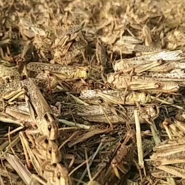 新鲜的沂蒙山大蚂蚱