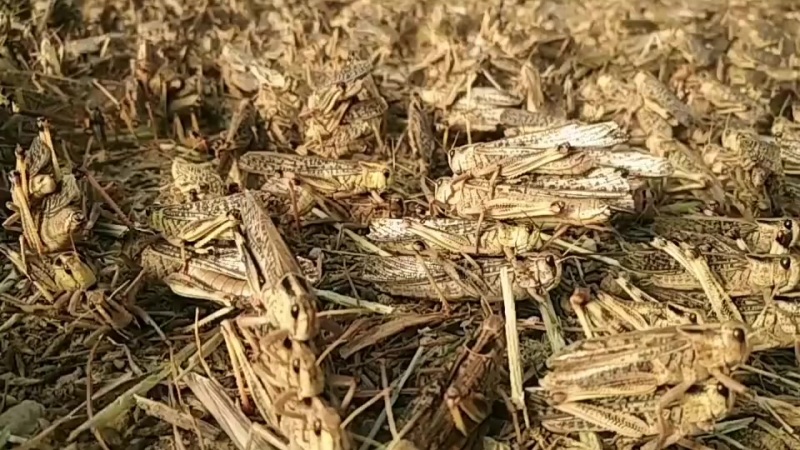 沂蒙山活体大蚂蚱鲜活蚂蚱