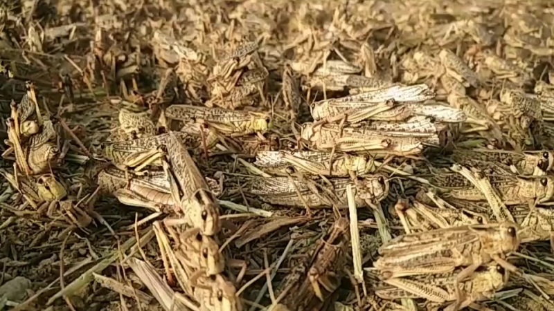 沂蒙山活体大蚂蚱鲜活蚂蚱