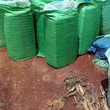 玉米杆青储