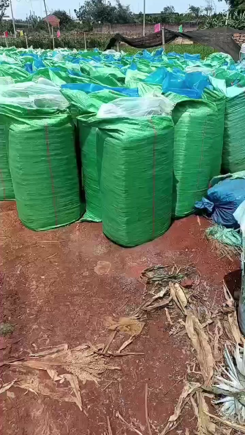 玉米杆青储