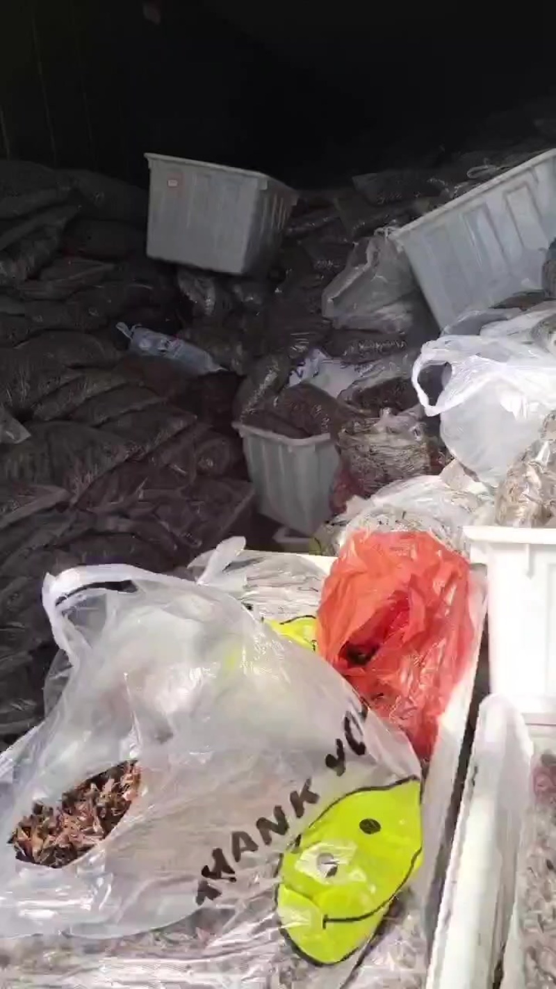 销售蟋蟀冻货