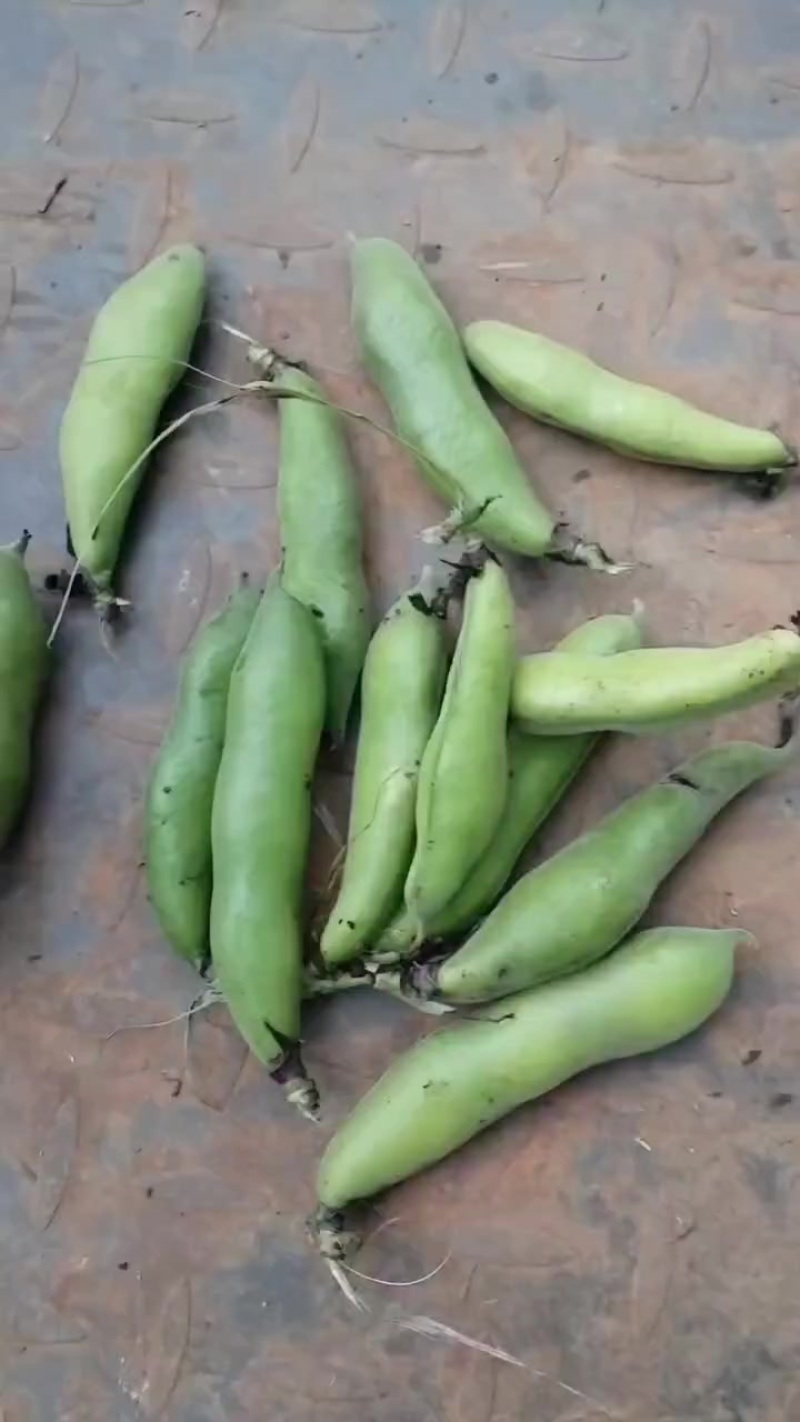 胡豆