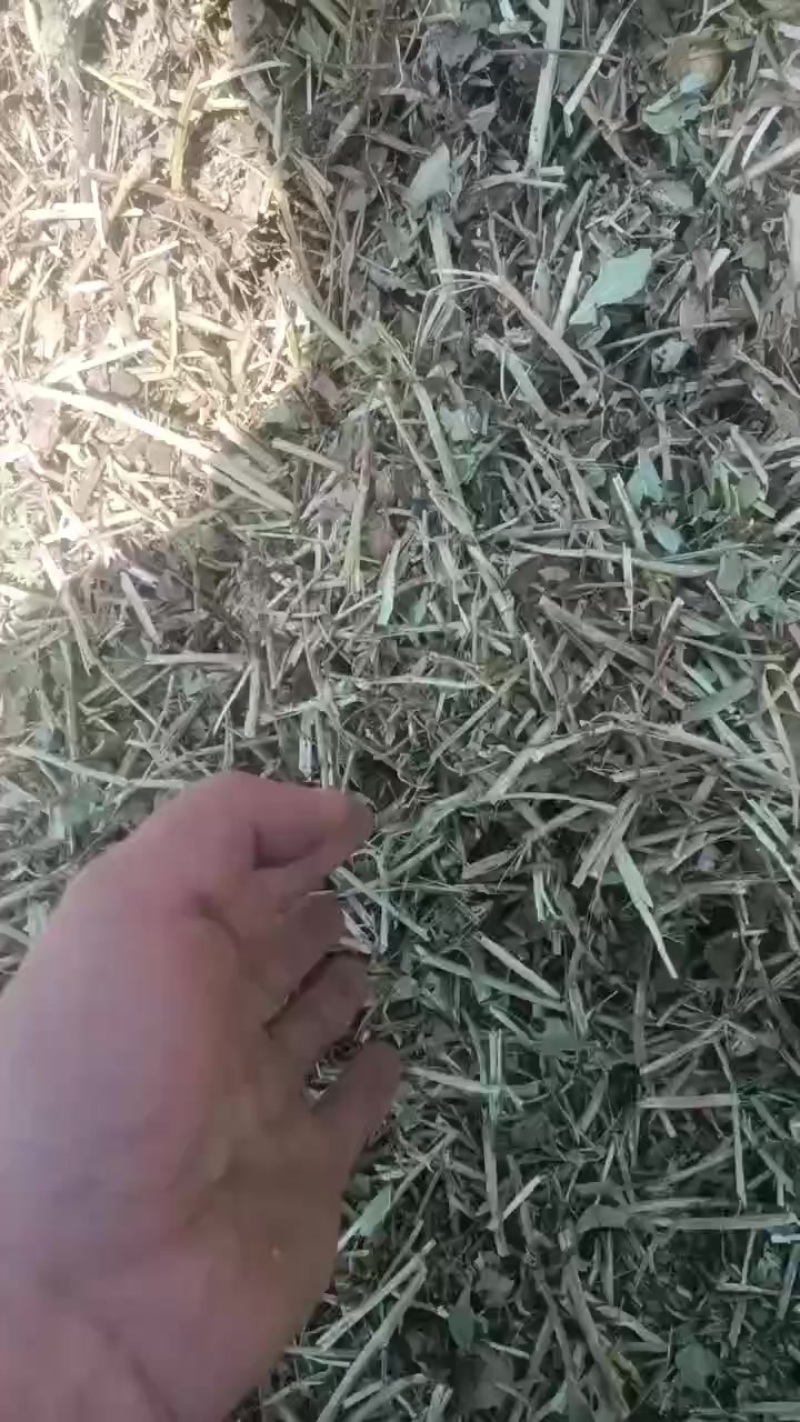 花生秧