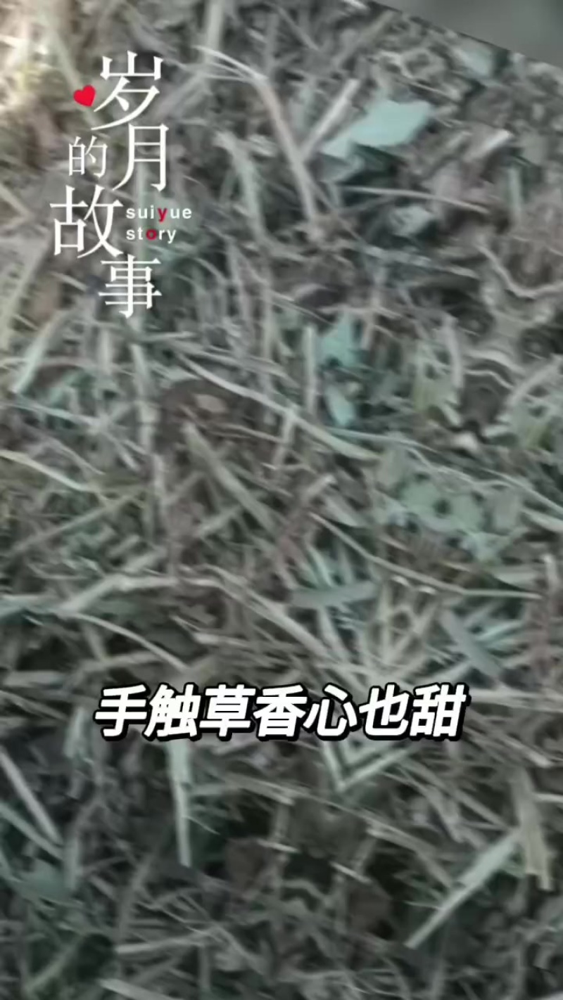 花生秧