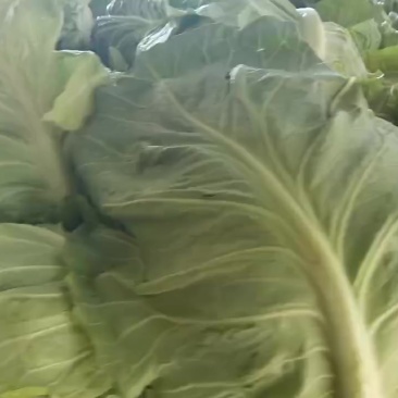 精品鲜货牛心包菜大量接车