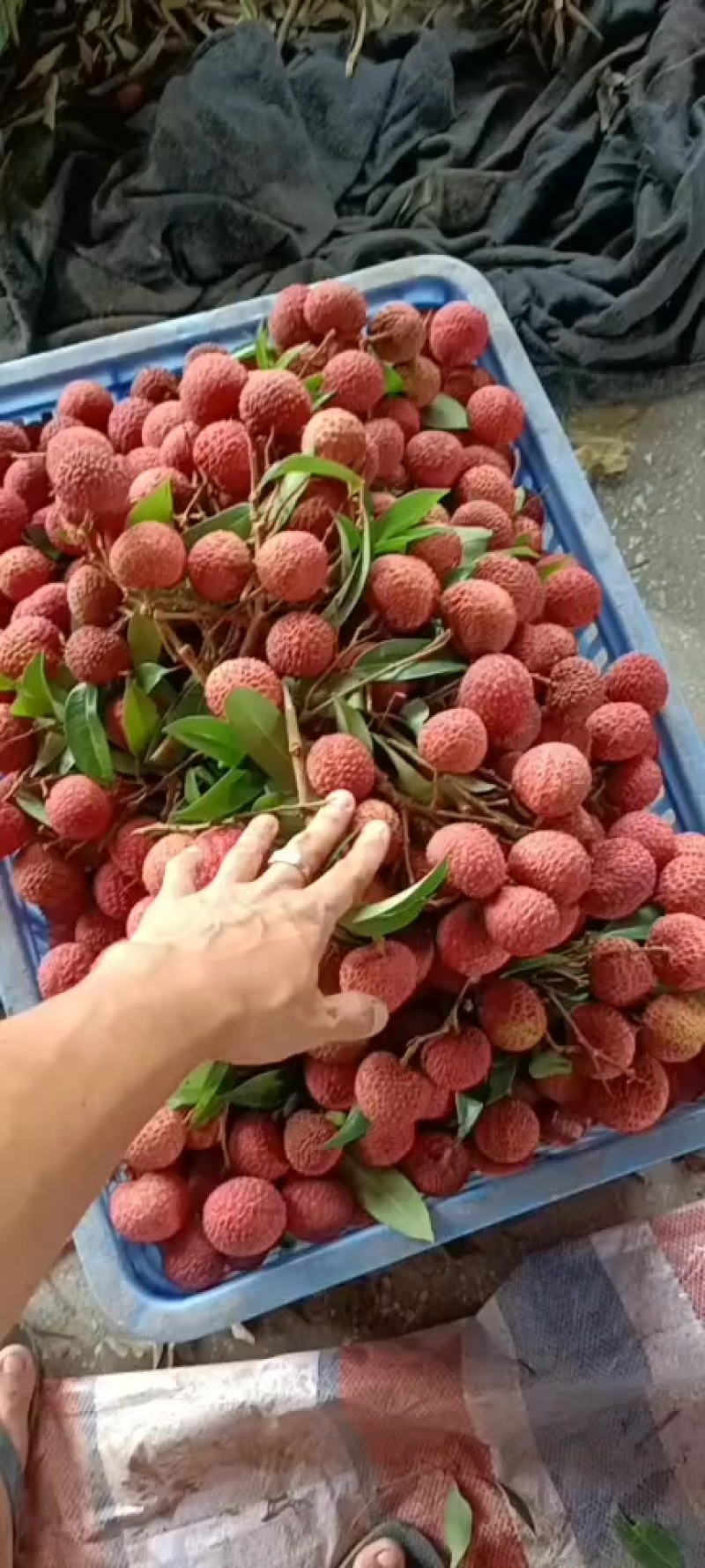 代办各种荔枝品种，妃子笑，桂味，禾荔，白糖罂，鸡嘴，黑叶
