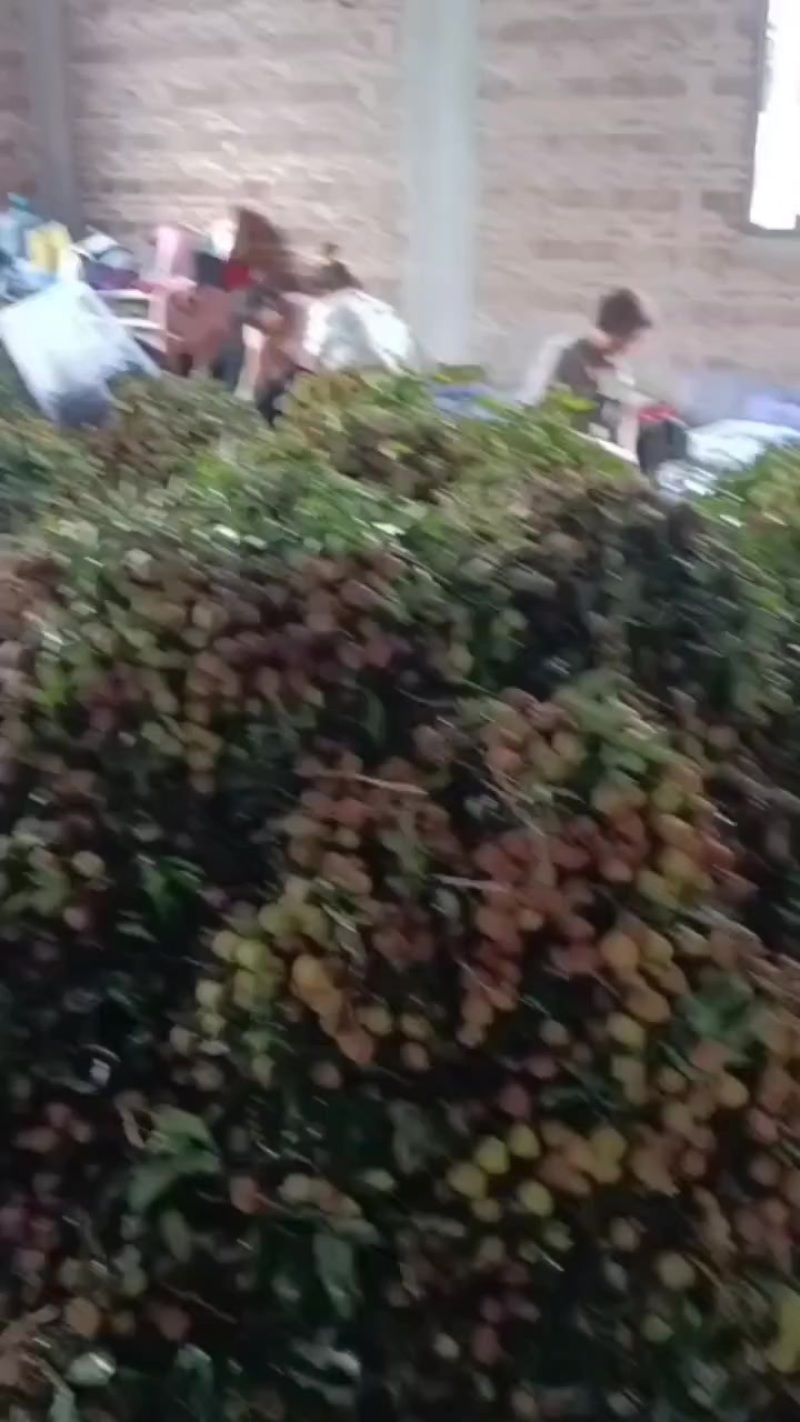 代办各种荔枝品种，妃子笑，桂味，禾荔，白糖罂，鸡嘴，黑叶