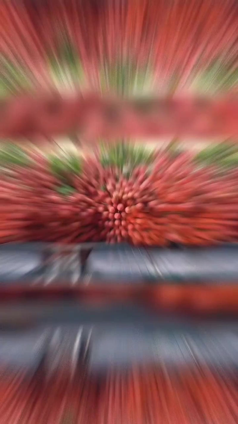 代办各种荔枝品种，妃子笑，桂味，禾荔，白糖罂，鸡嘴，黑叶