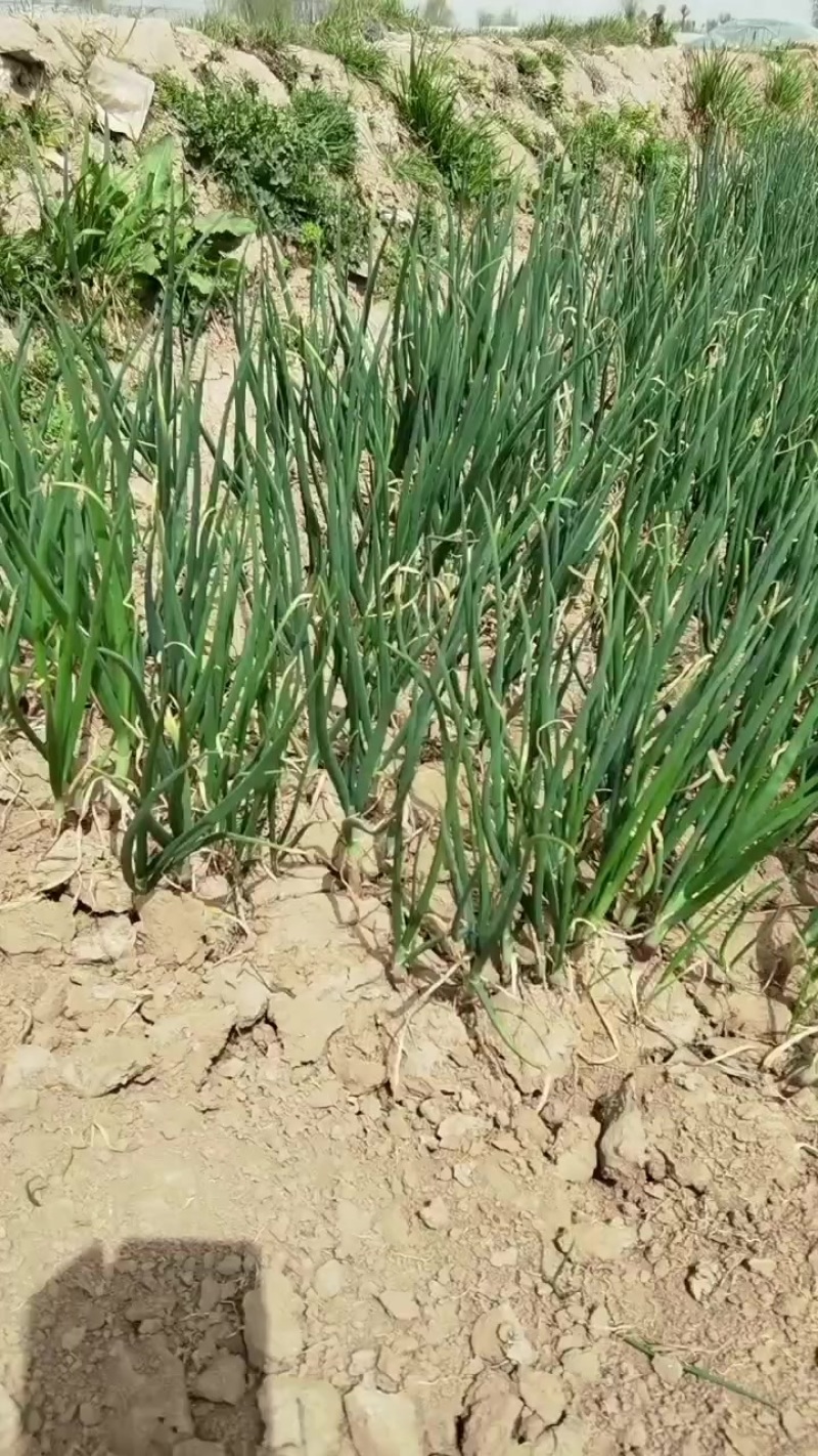 二红洋葱苗