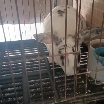 种兔养殖场