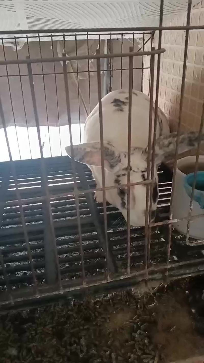 种兔养殖场