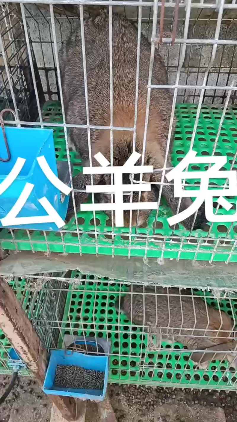 种兔养殖场