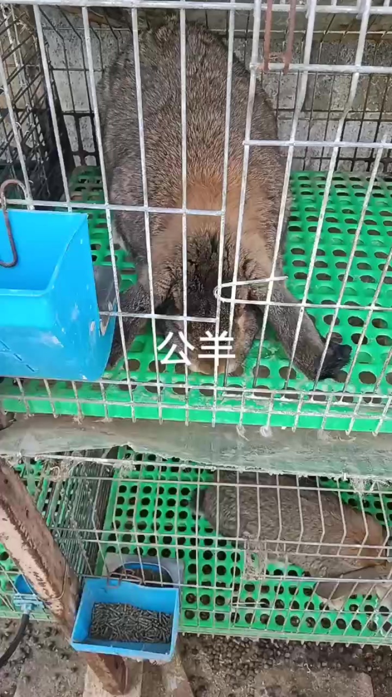 种兔养殖场