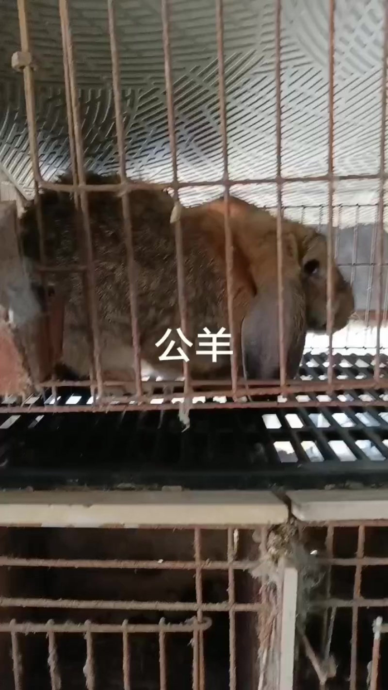 种兔养殖场