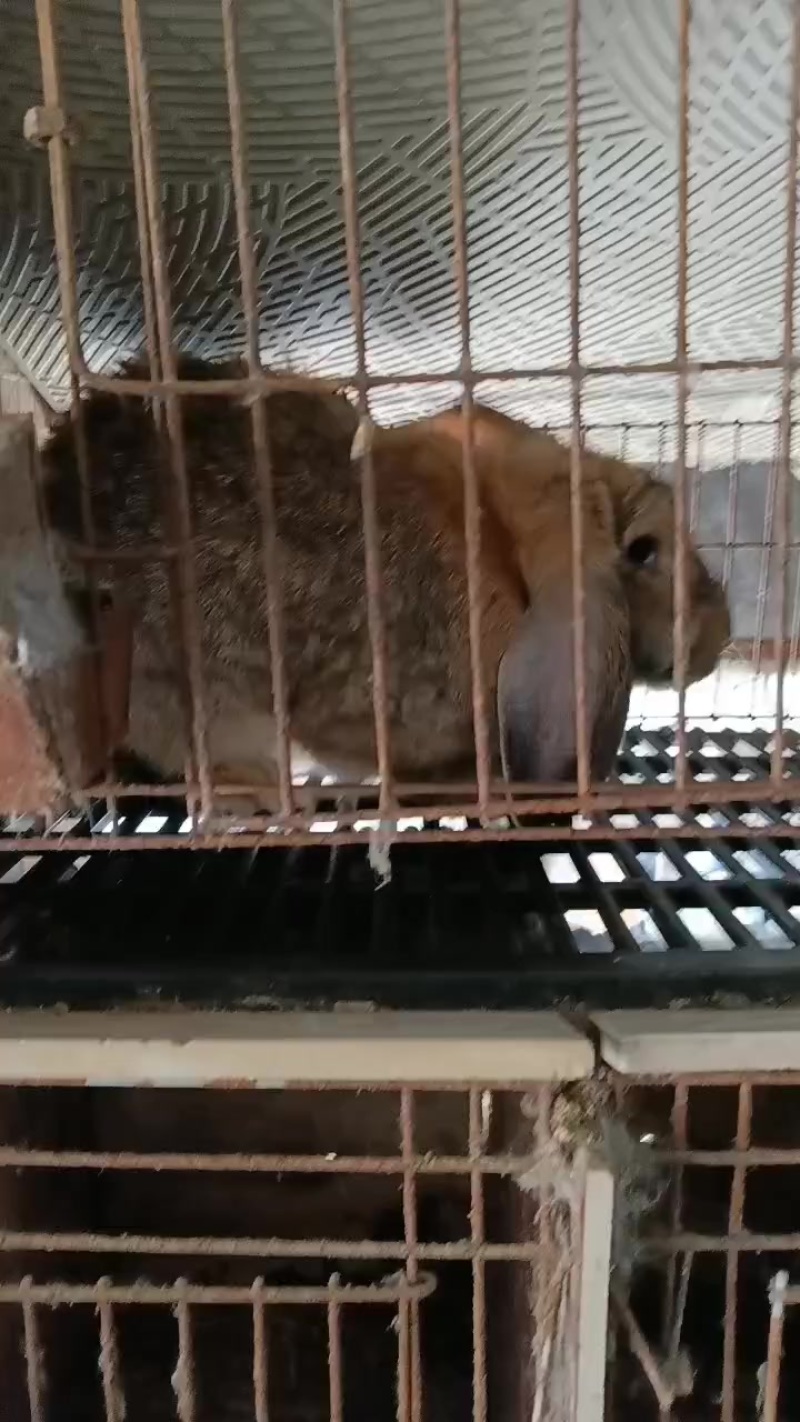 种兔养殖场