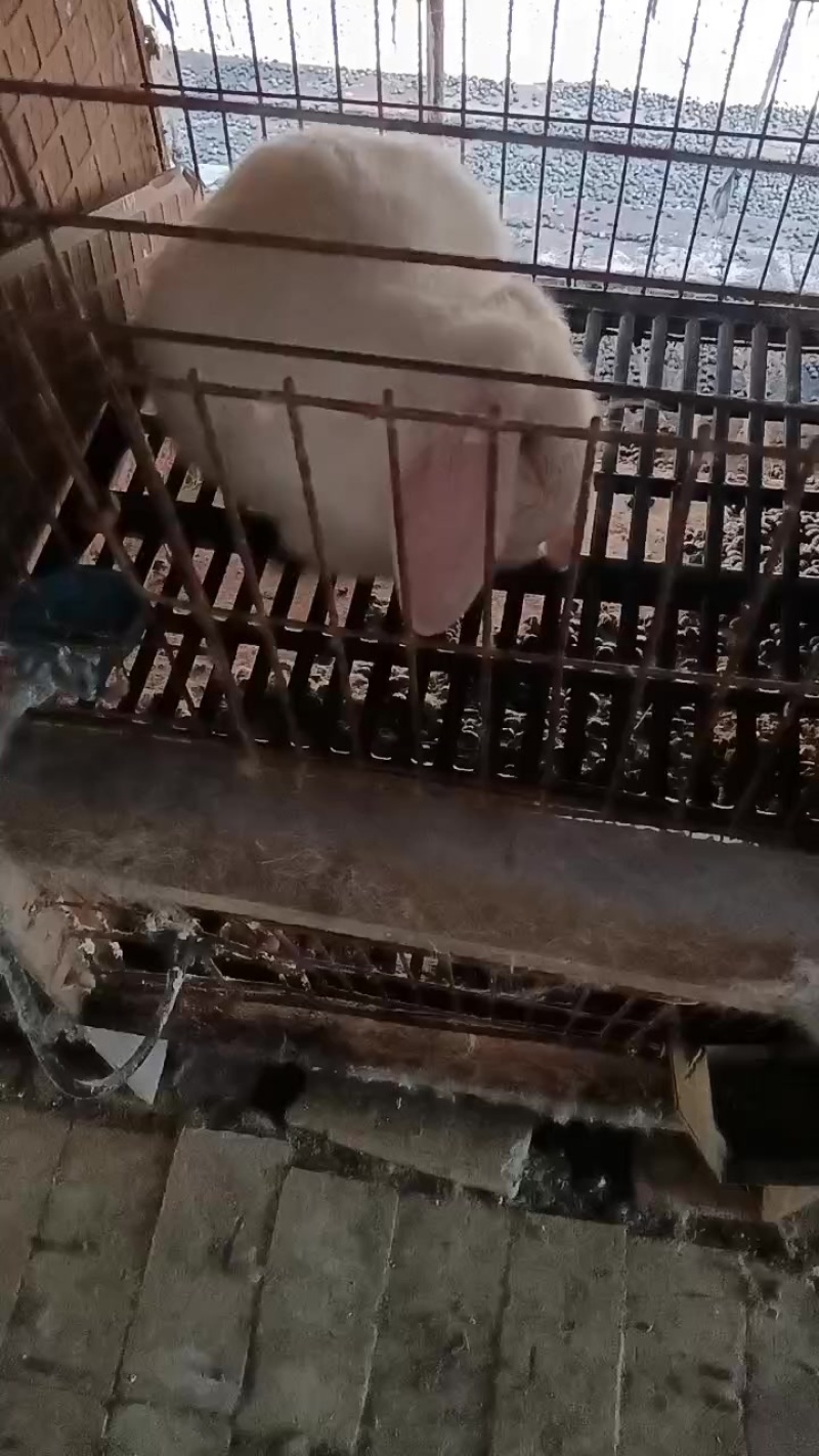 种兔养殖场