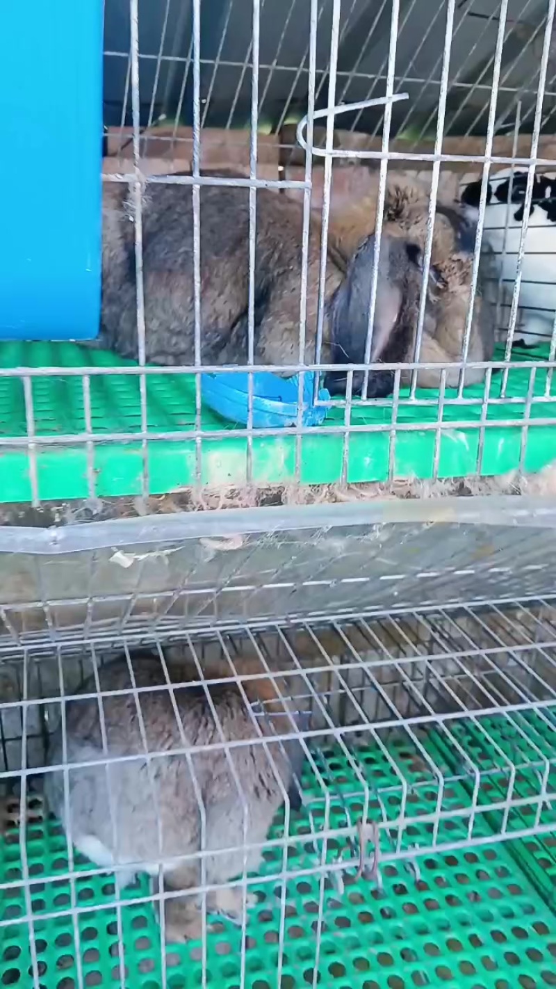 种兔养殖场