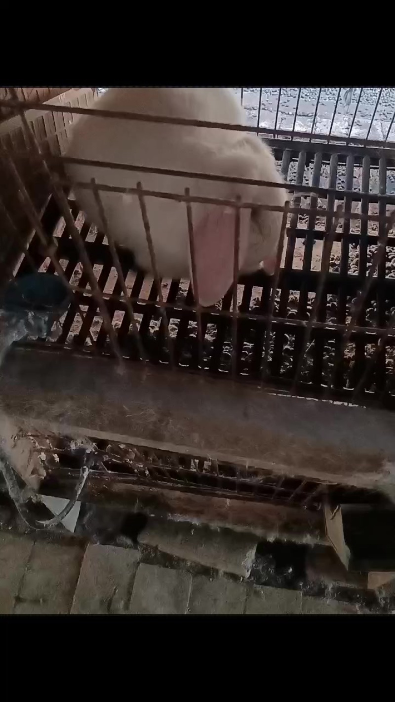 种兔养殖场