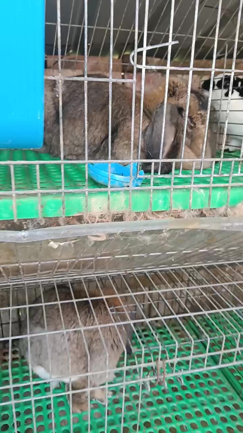 种兔养殖场